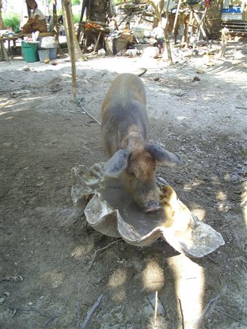 pig